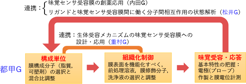 アロステリーを利用した新規味覚センサの研究開発