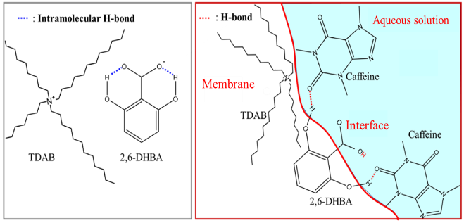 Figure 2 Measurement mechanism of non-charged bitter substances (caffeine) using allostery
